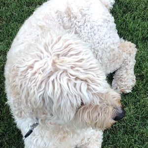 Meet your Posher, Jesse